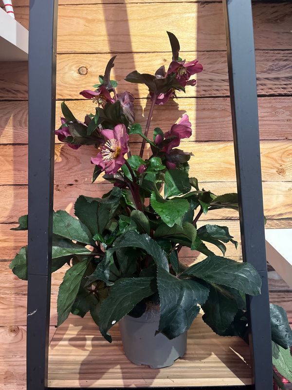 HGC® Ice N' Roses® Early Red