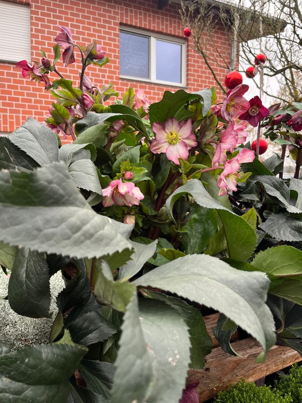 HGC® Ice N' Roses® Early Rose XXL