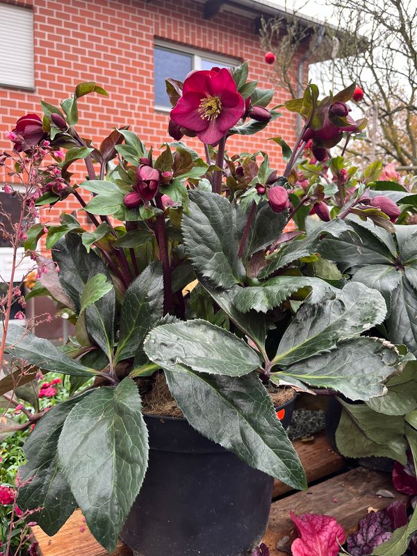 HGC® Ice N' Roses® Early Red XXL