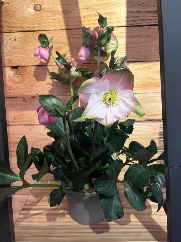 HGC® Winter Ballet® Katie