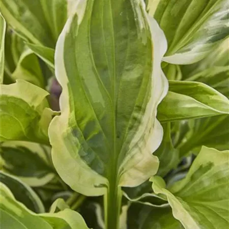 Hosta So Sweet