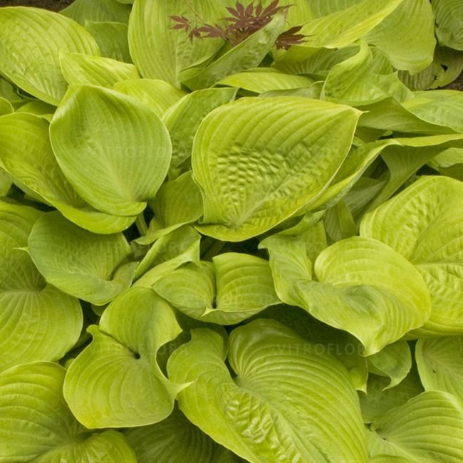 Hosta Sum and Substance