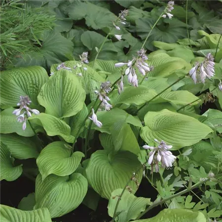 Hosta Sum and Substance