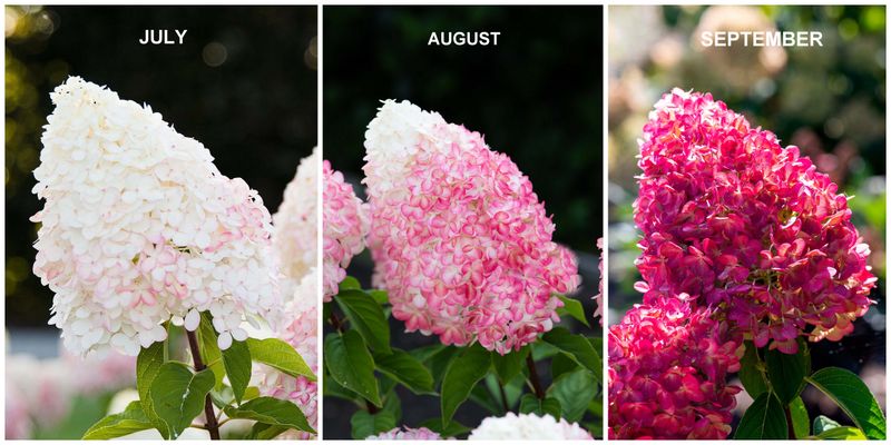 Rispenhortensie Pink & Rose 3,25L