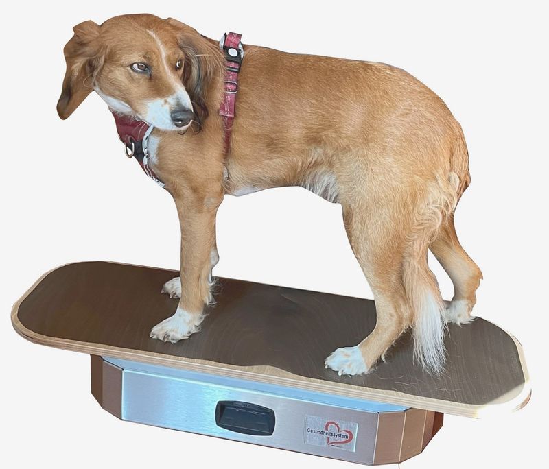 eREGULATOR animal eREGULATOR animal