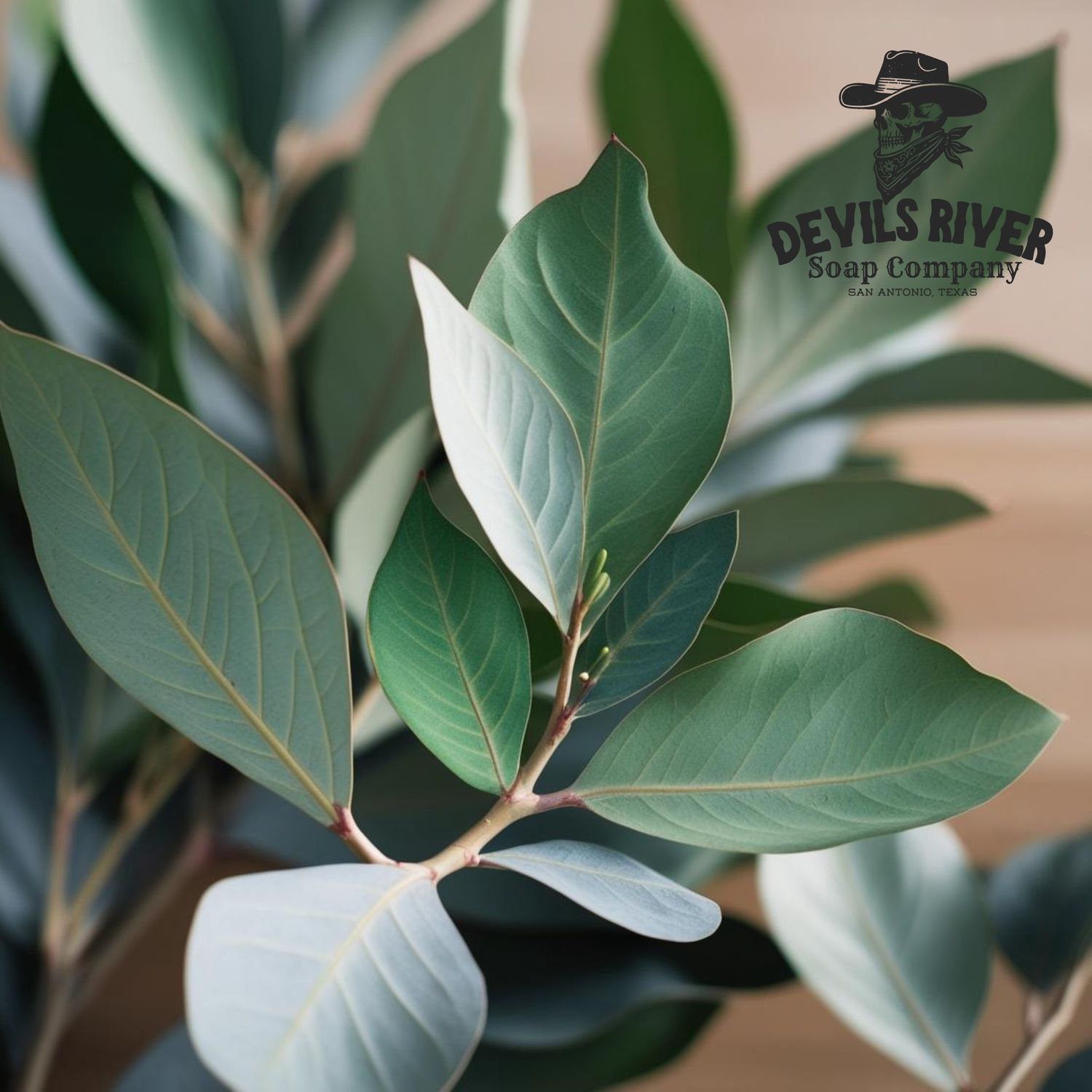 Eucalyptus Spearmint