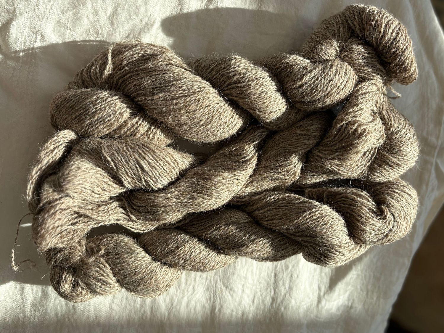 Pure Icelandic , Sport  Weight