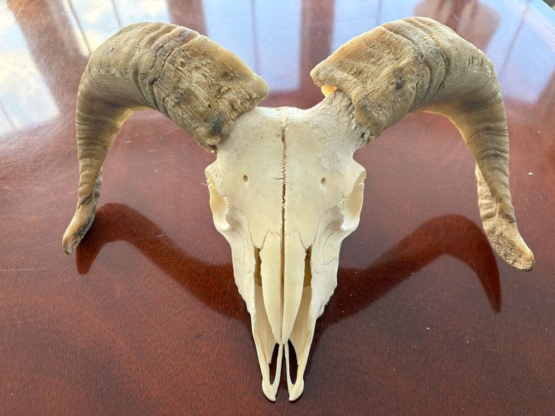 Young Icelandic ram skull