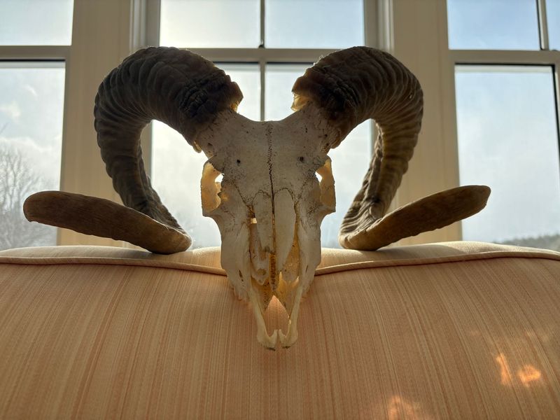 Adult Icelandic ram skull with horns