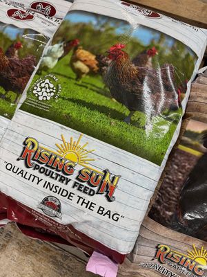 Rising Sun Hen Supreme