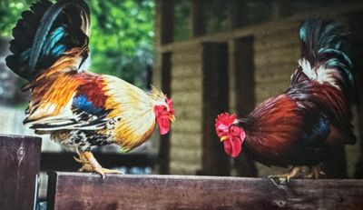 Gamefowl