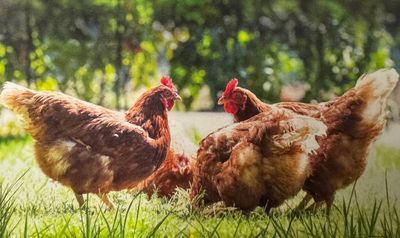 Poultry