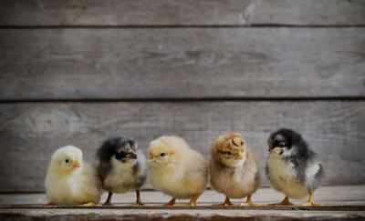 Chicks