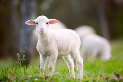 Lamb