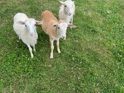 Sheep