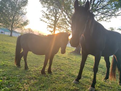 Equine Supplements