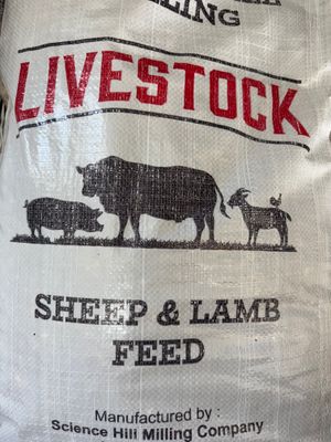 Sheep Feed 14%