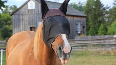 Equine Fly Control