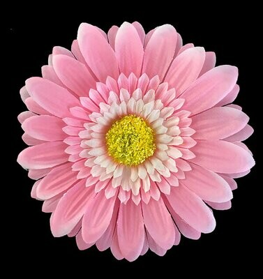 Gerbera-kukkapää, vaaleanpunainen Gerbera-kukkapää, vaaleanpunainen