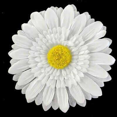Gerbera-kukkapää, valkoinen Gerbera-kukkapää, valkoinen