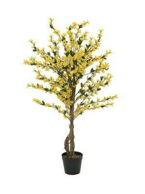 Onnenpensas ruukussa 120cm keltainen Onnenpensas ruukussa 120cm keltainen