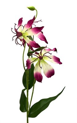 Keijunlilja (gloriosa) kestokukka, viininpunainen Keijunlilja (gloriosa) kestokukka, viininpunainen