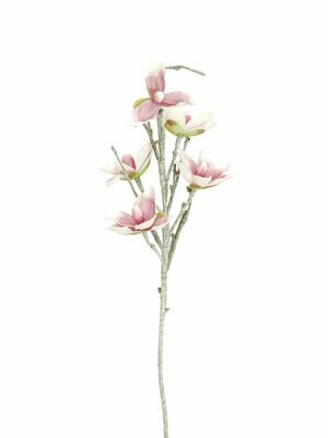 Magnolia kestokukkaoksa 1m