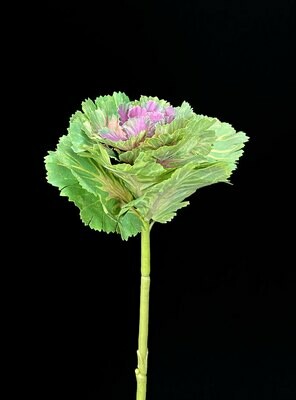 Kaali, vihreä/violetti Kaali, vihreä/violetti