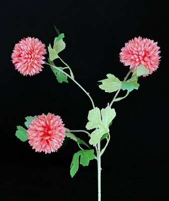 Krysanteemi kestokukka, rosa