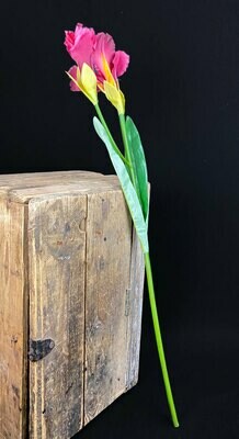 Iiris tekokukka, viininpunainen Iiris tekokukka, viininpunainen