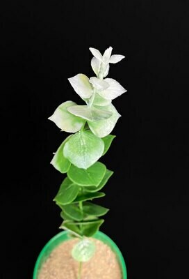 Eukalyptus teko-oksa, vihreä/valkoinen Eukalyptus teko-oksa, vihreä/valkoinen