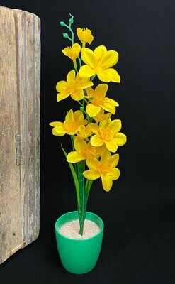 Orkidean teko-oksa, keltainen