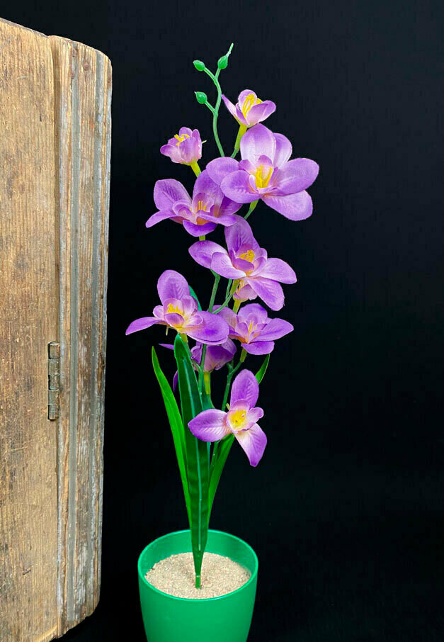 Orkidea teko-oksa, vaalean violetti/violetti
