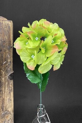 Hortensia, vihreä/punainen Hortensia, vihreä/punainen