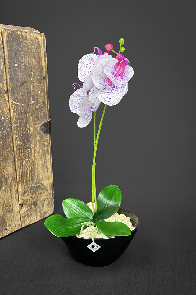 Orkidea tekokukka ruukussa, violetti
