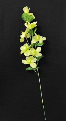 Vihreä orkidea silkkikukka