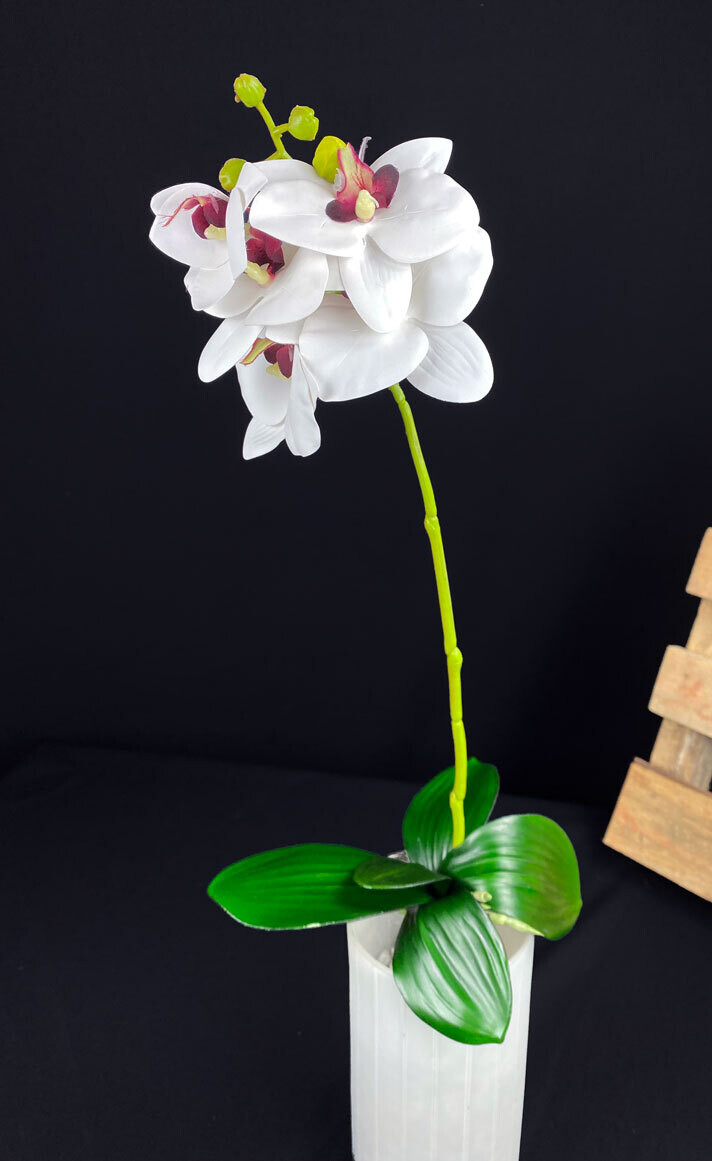 Valkoinen orkidea kestokukka