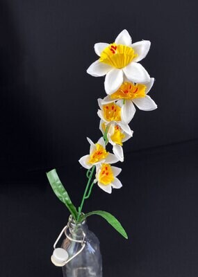 Narsissi kestokukka, valkoinen/keltainen