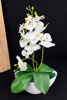 Orkidea tekokukka ruukussa, valkoinen