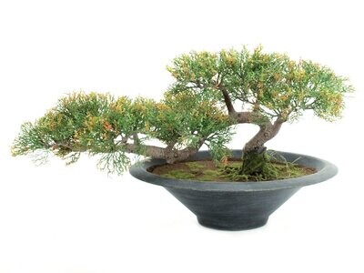 Setri bonsai tekokasvi ruukussa 40cm