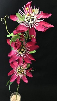 Passionflower, viininpunainen Passionflower, viininpunainen