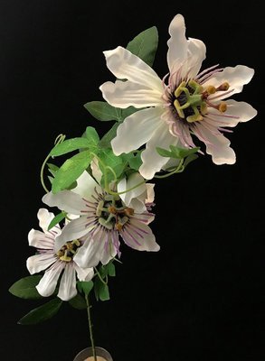Passionflower tekokukka, valkoinen
