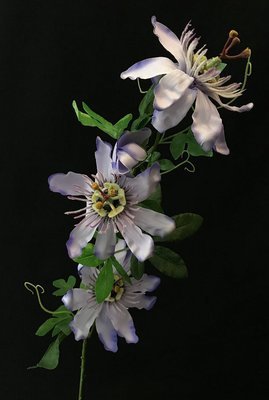 Passionflower, laventeli Passionflower, laventeli