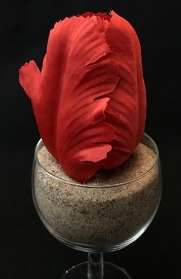 Tulppaani-kukkapää, punainen Tulppaani-kukkapää, punainen