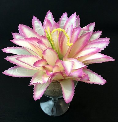 Agave kestokukkapää, kerma/pinkki Agave kestokukkapää, kerma/pinkki