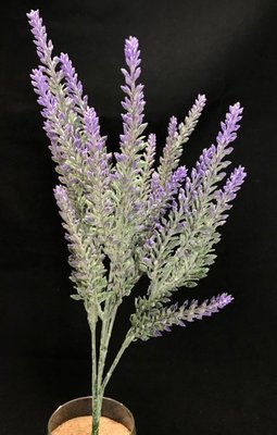 Kanerva / calluna tekokasvi, violetit kukat Kanerva / calluna tekokasvi, violetit kukat