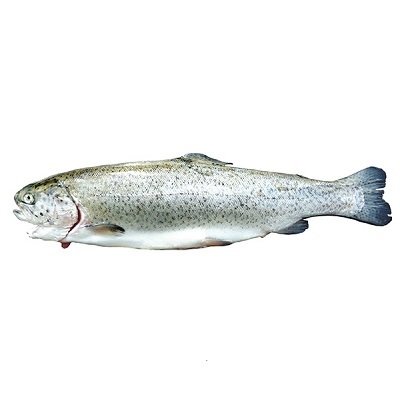 ZALMFOREL Brut 15,50 €/kg - FOREL 13,90 €/kg.