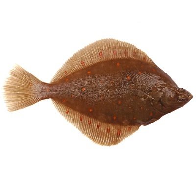 PLADIJS !!! GRATIS IN FILET OF PANKLAAR !!!