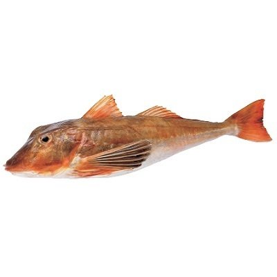 RODE POON !!PROMOTIE!! RODE POON !!PROMOTIE!!