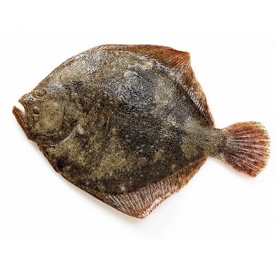 TARBOT BRUT 0,5-1 KG BRUT